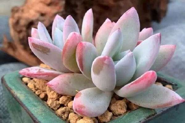 奥普琳娜和霜之朝的区别？主要有哪些？