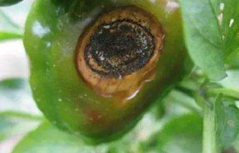 辣椒种植的病虫害图片及防治多久？