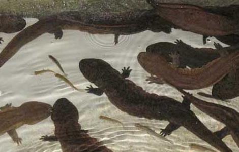 大鲵的发病原因？