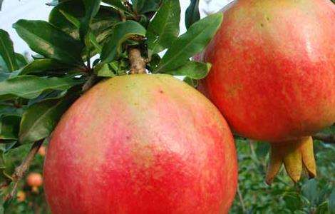 石榴什么时候成熟？