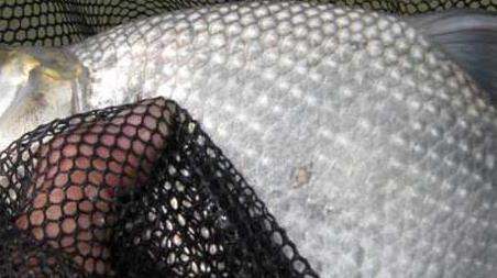 春季钓鳊鱼是钓底还是钓浮