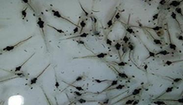 虾苗淡化方法的关键：虾苗淡化水质怎么调节