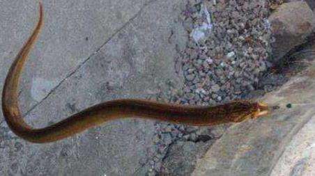 怎样钓黄鳝上鱼快