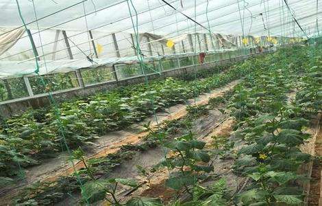 大棚黄瓜管理技术
