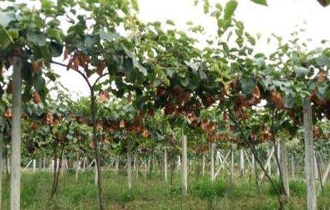 猕猴桃树修剪注意事项