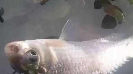 秋冬野钓技巧及注意事项