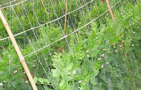 豌豆的种植技术