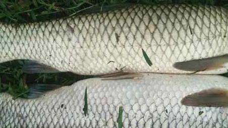 钓草鱼怎么选钓位