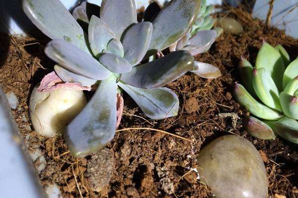 多肉烂叶子是怎么回事 要怎么多久?