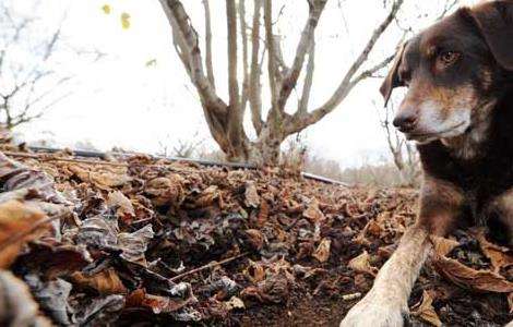 松露是什么东西？