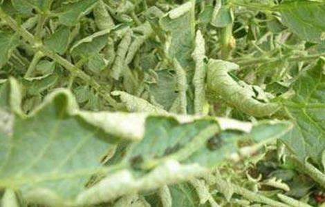 番茄卷叶的原因及防治多久？