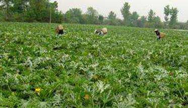 西葫芦的种植技术 西葫芦如何种植