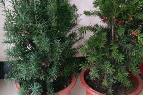 怎样区分野生和人工红豆杉 方法是什么？