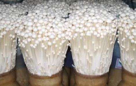 金针菇出菇不齐怎么办?