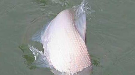 秋天钓鳊鱼是钓底还是钓浮