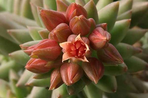 千佛手怎么养让它开花 需要满足什么?