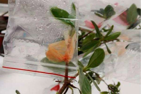 三角梅套塑料袋能促进发芽吗？