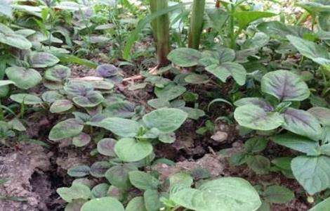 苋菜如何种植可高产