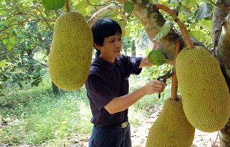 菠萝蜜该怎么种