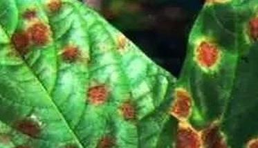 菜豆红斑病的危害症状 菜豆红斑病防治多久?