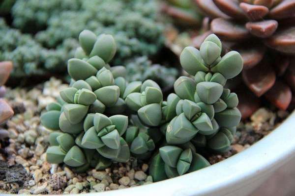 鹿角海棠茎木质化怎么多久？