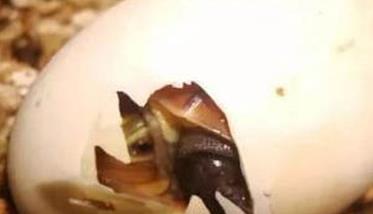 乌龟怎么繁殖 怎样进行乌龟的人工孵化