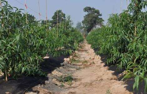 桃子高产栽培管理技术