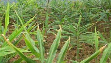 生姜除草能使用哪些除草剂 不能使用哪些除草剂