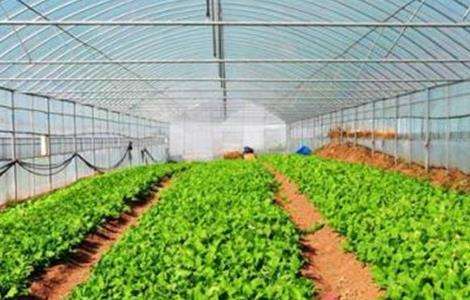 蔬菜大棚建设注意事项