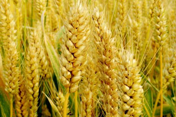 小麦喂鸽子有什么好处