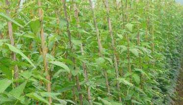 夏季豇豆种植技术与多久？