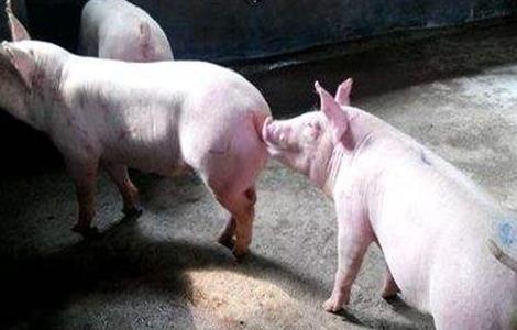 母猪不发情的原因？
