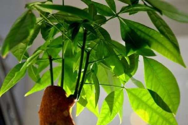 室内发财树冬天怎么养