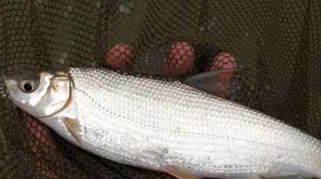 钓黄尾鱼的技巧及注意事项