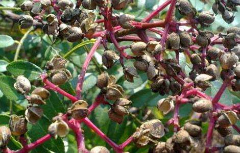 花椒树1亩地利润多少？