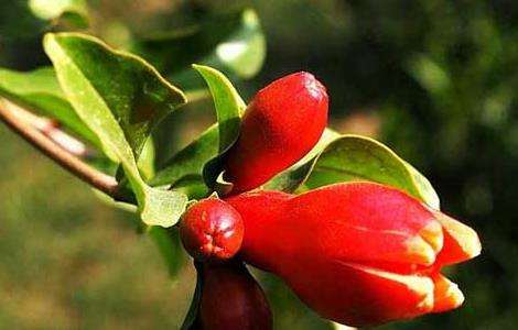 石榴树什么时候开花？
