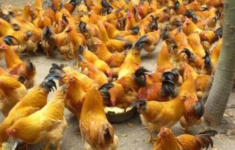 种鸡掉毛现象产生的原因 