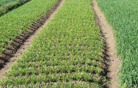 韭菜的种植技术