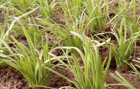 韭菜的种植技术