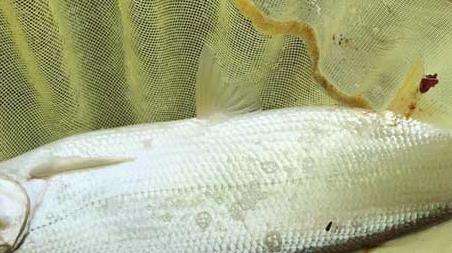 钓黄尾鱼的技巧及注意事项