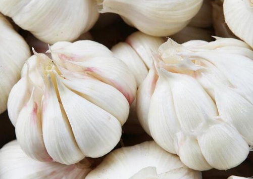 大蒜播种要注意什么 大蒜在什么时候种植