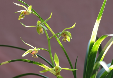 兰花怎么样清洗叶子 兰花浇水需要注意什么？