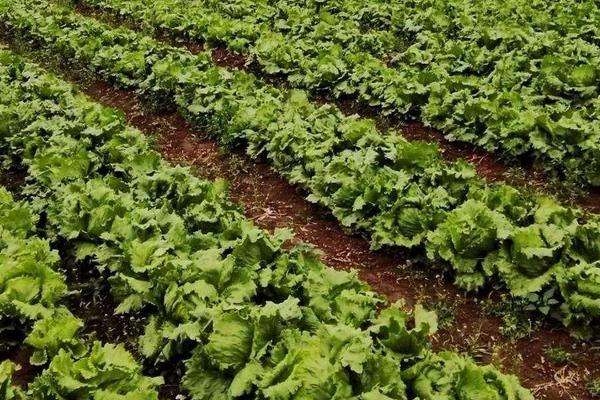 生菜种植时间 四季都可以种