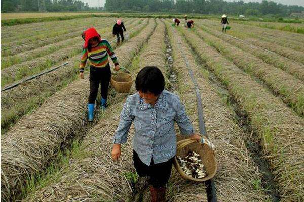 种大球盖菇前景如何 种大球盖菇效益好吗?