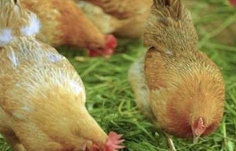 土鸡养殖失败的原因?
