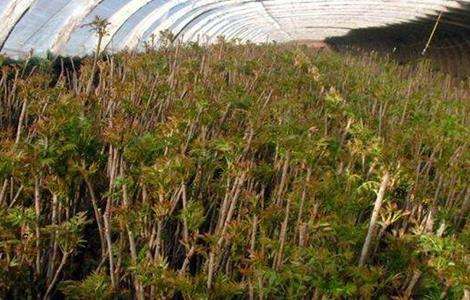 香椿种子怎么种