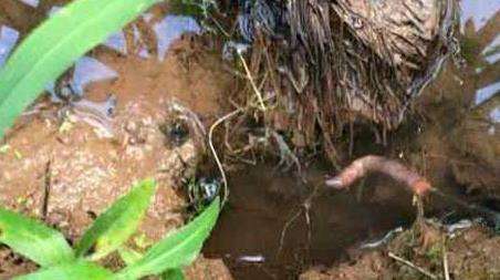 新手钓黄鳝洞怎么找