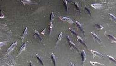 鲫鱼在什么季节产卵 鲫鱼产卵需要什么条件