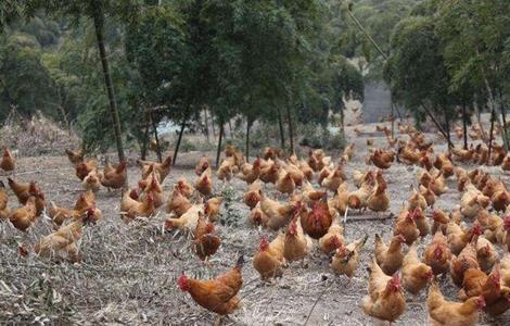 土鸡养殖失败的原因?