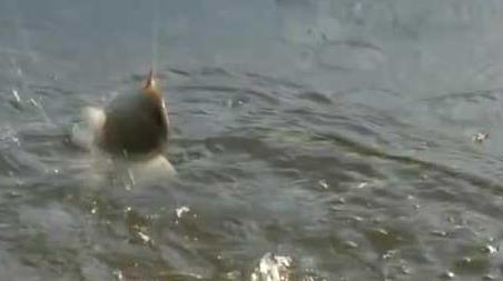 深秋钓鱼刮什么风好钓鱼